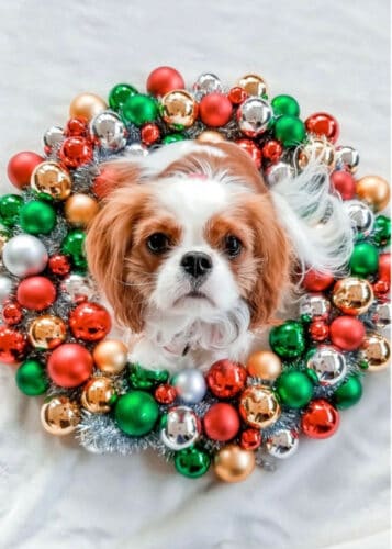 Christmas Dog Roundup A Cute Dog in a Christmas Wreath