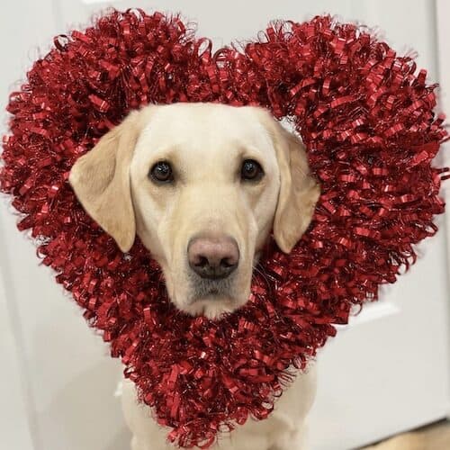 @DexinTex Valentine's Dogs