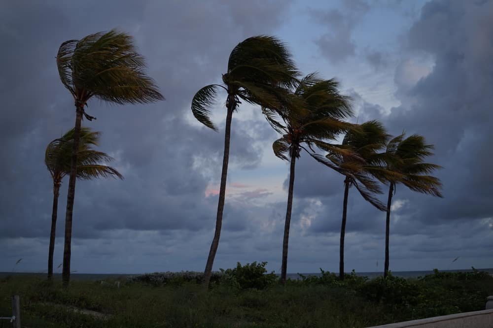 hurricane preparation winds palm trees