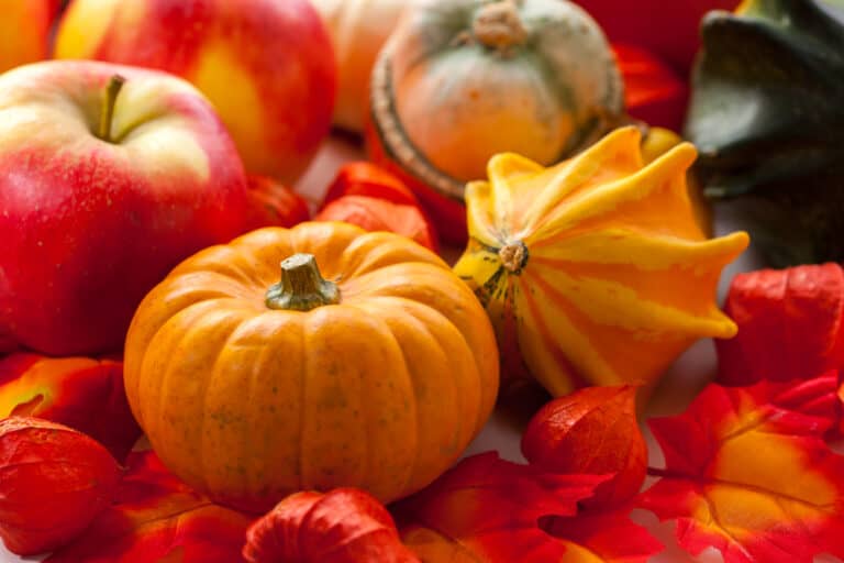 The Great Fall Flavor Debate: Pumpkin Vs. Apple • FamilyApp