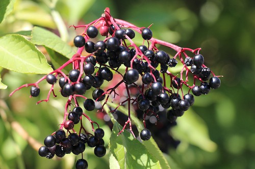 elderberry berries