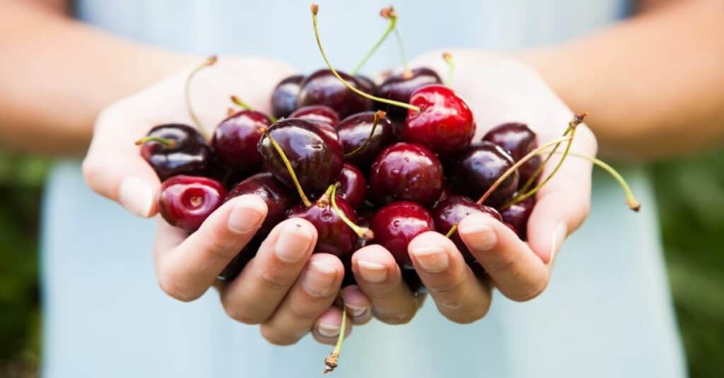 easy recipes with cherries