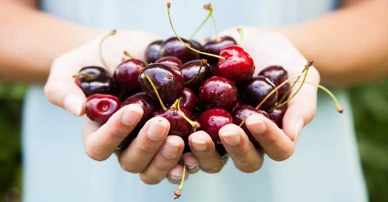 7 Easy Seasonal Cherry Recipes and More Ideas!