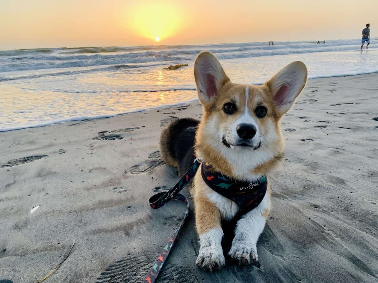 Arlo the California Corgi on the beach at Sunset - FamilyApp Pet feature