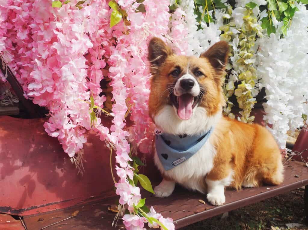 Bao the fluffy corgi Family Pet - pet on the street