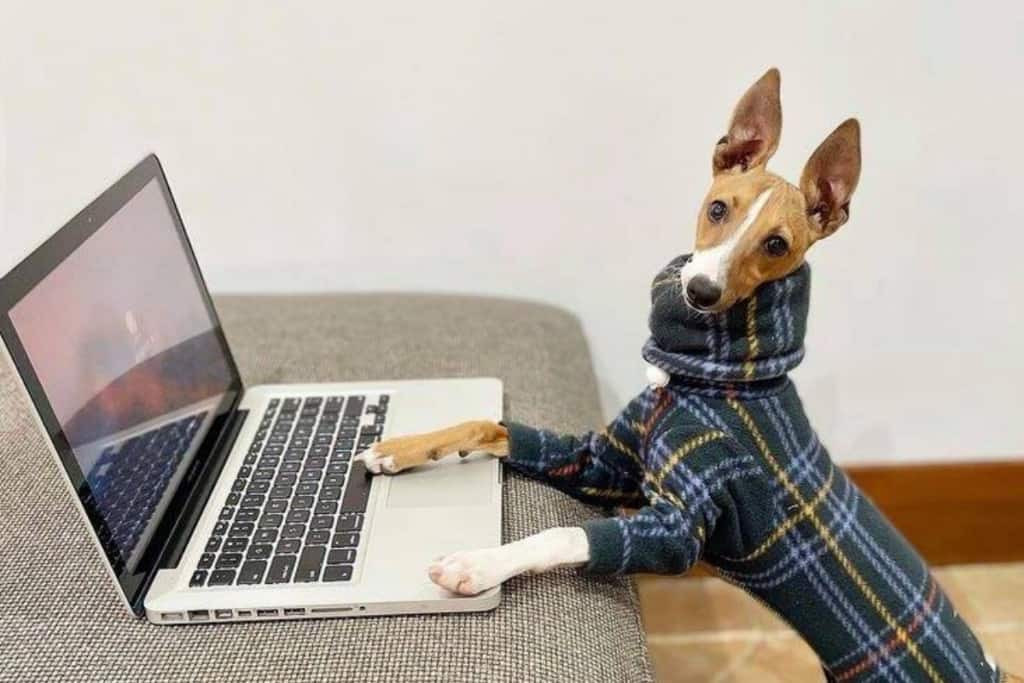 Beatrice the Italian Greyhound Posh Fashionable Pup in Miggywear