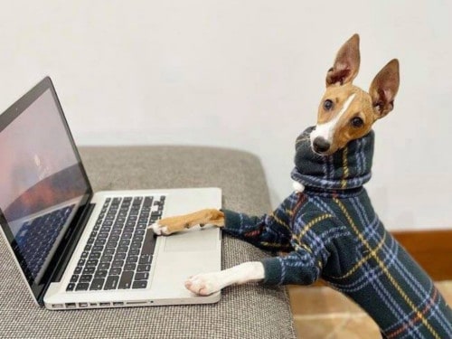 Beatrice the Italian Greyhound Posh Fashionable Pup in Miggywear