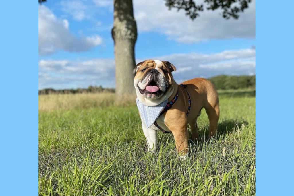 Bruce the bulldog - Pet on the Street FamilyApp