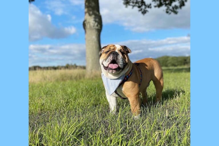 All About Bruce: the Squeaky Toy-Loving Bulldog