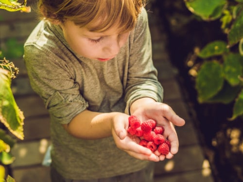 child holding berries brain food