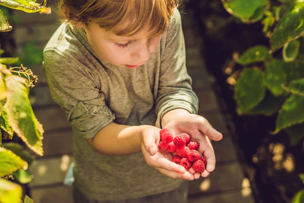 child holding berries brain food