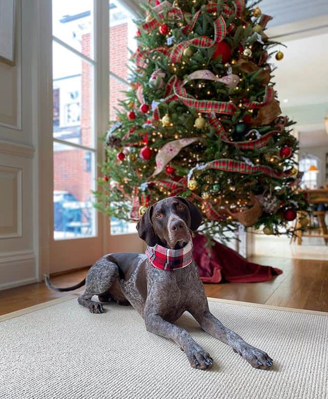 christmas dog tree