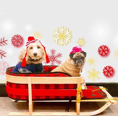 christmas dogs sleigh