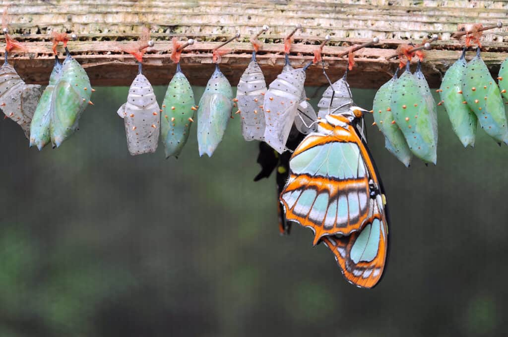 Corona Cocoon and Social Distancing
