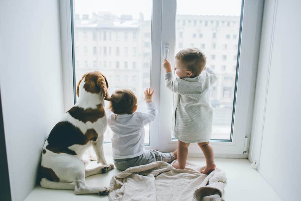 COVID-19 coronavirus and pets. babies dog window