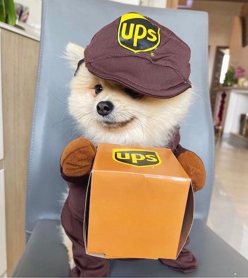 halloween costumes for dog ups