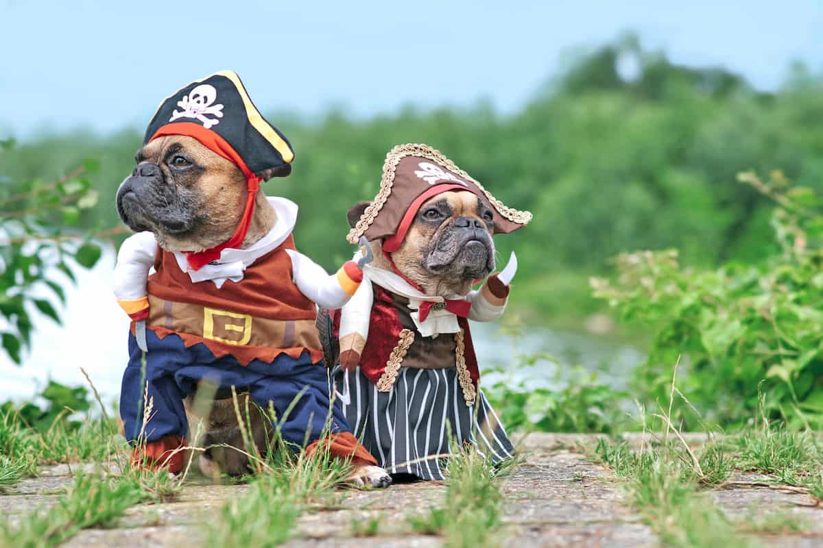 pirate dogs