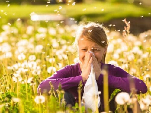 pollen allergy hay fever