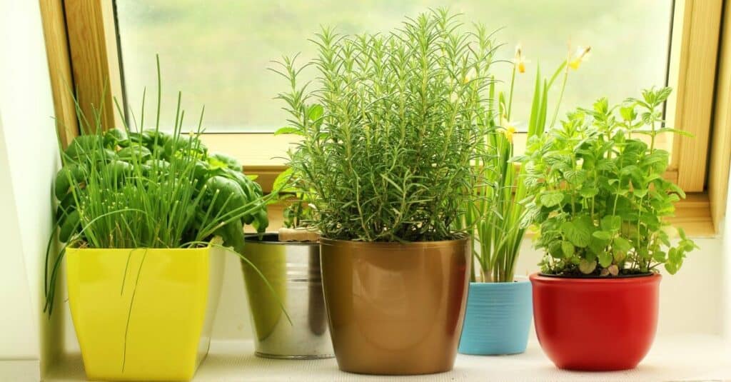indoor garden tips and tricks