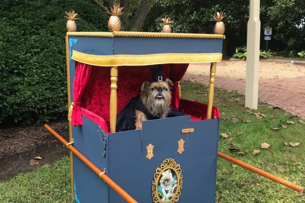 Itty bitty the Brussels Griffon