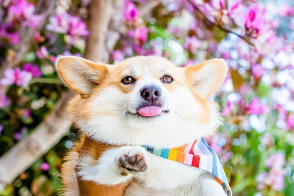 Koa the cute corgi cover photo familyapp