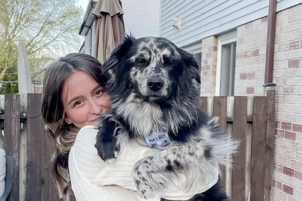 Marner the Adorable Intelligent Aussie Collie Mix cover