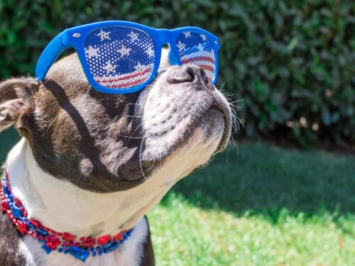 fourth of july dog costumes