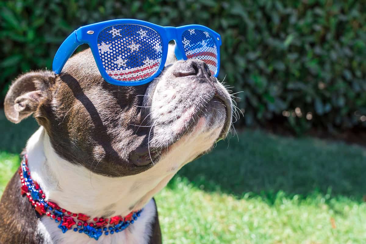 Patriotic 2024 dog costume