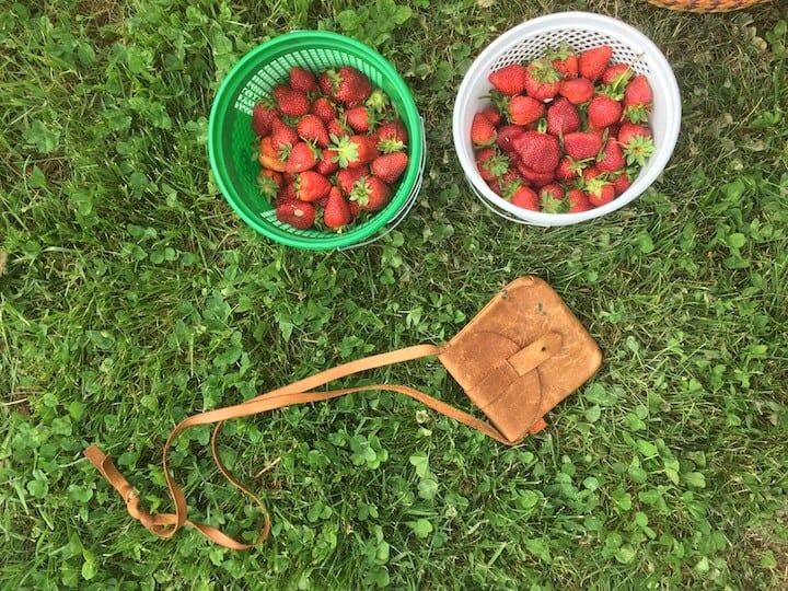 Strawberry Fields: Helpful Tips to Enjoy Strawberry Season