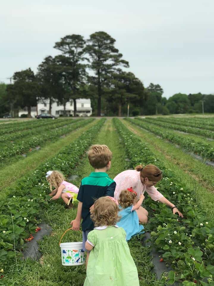 kids picking berries during strawberry season