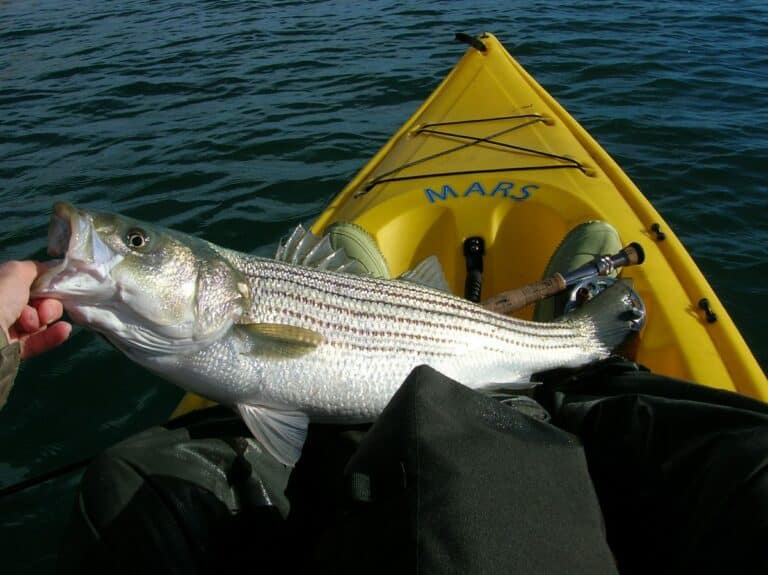 Striped Bass Fishing: A Fun Sport for the Whole Family!