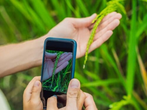 What are the best apps to identify a plant