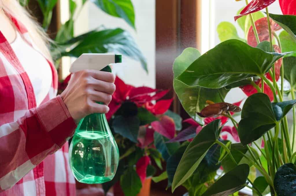 indoor house plant care