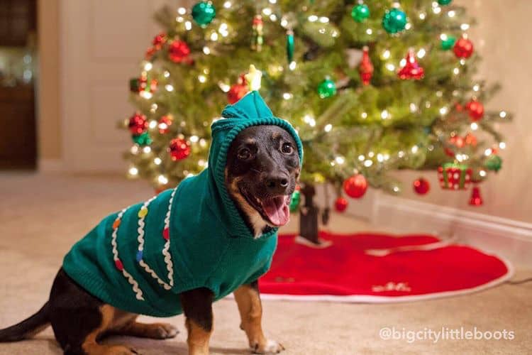 christmas costumes for dogs green sweater