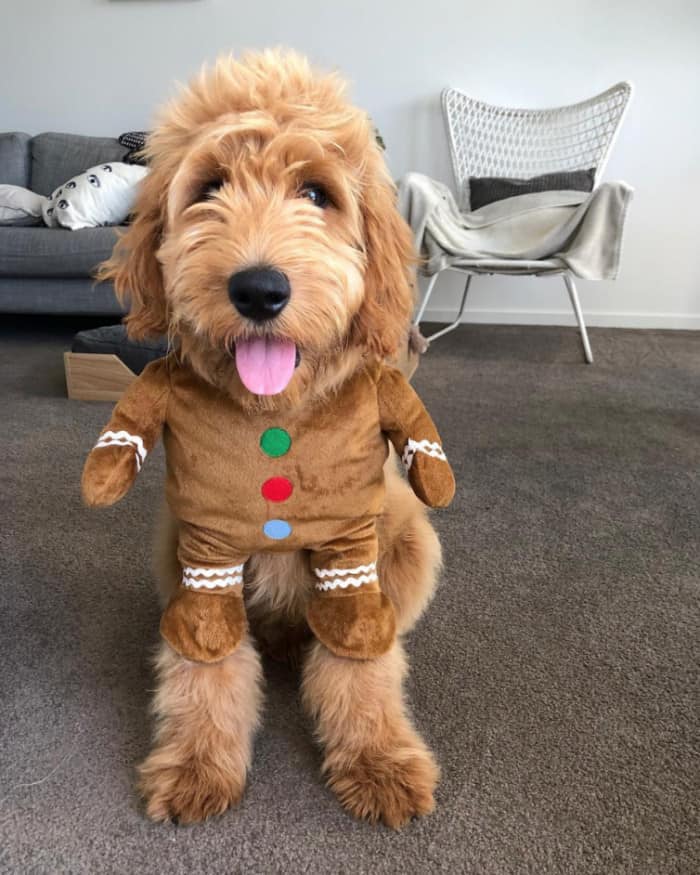christmas costumes for dogs gingerbread