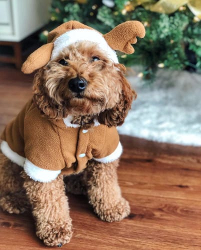 Christmas tree dog