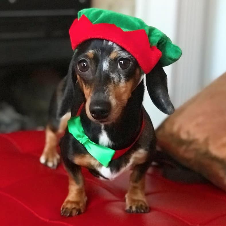 elf christmas dog costumes