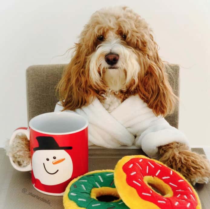 christmas costumes for dogs donuts