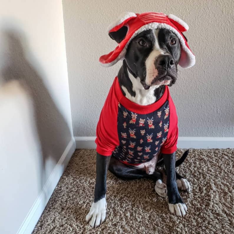 christmas costumes for dogs hat