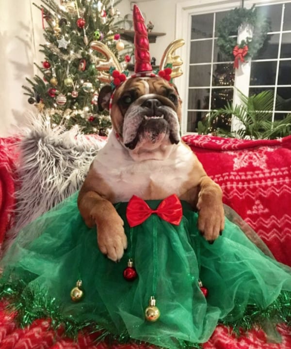 christmas costumes for your dog