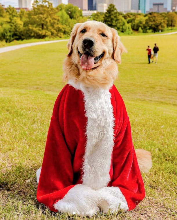 santa christmas dog costumes
