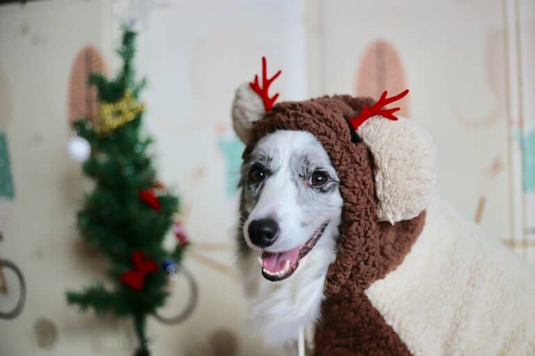 The Best Christmas Costumes for Your Dog