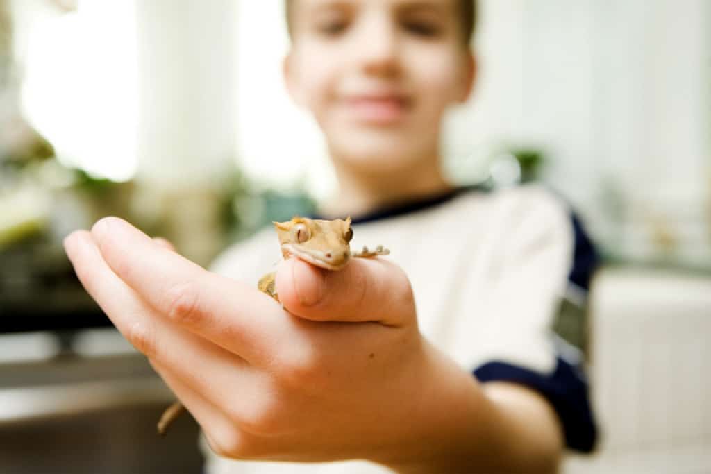 pet lizards