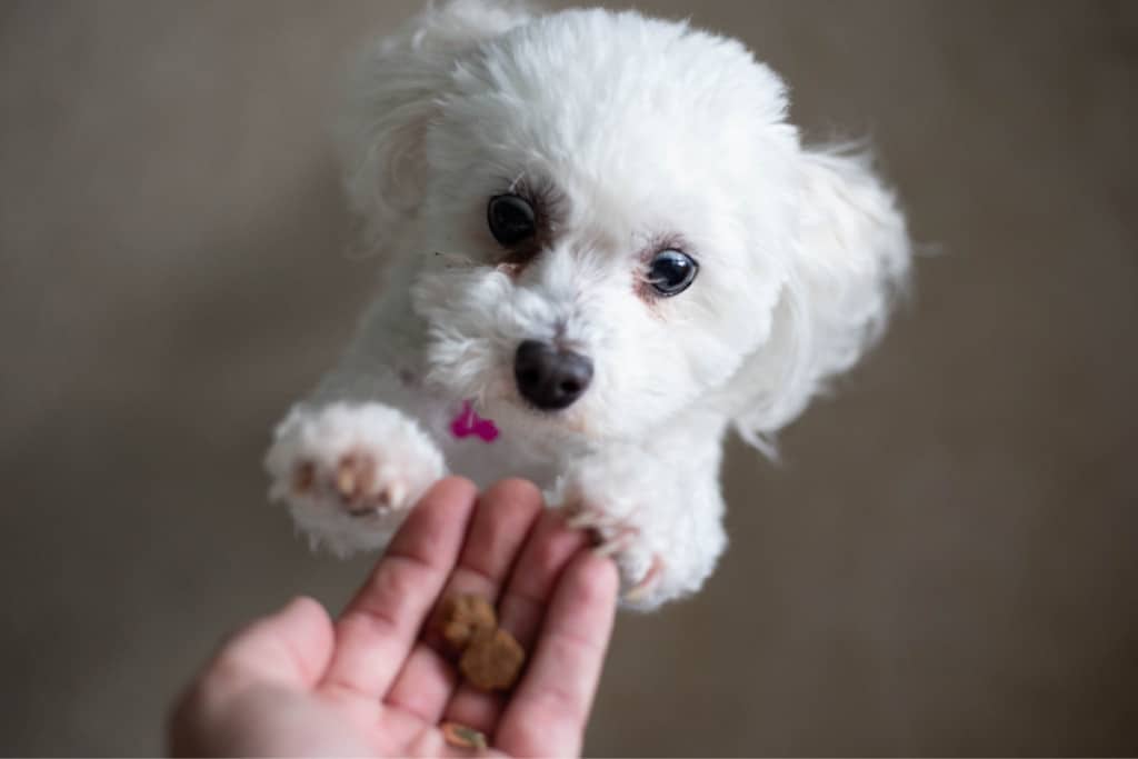dog hoping for a homemade treat