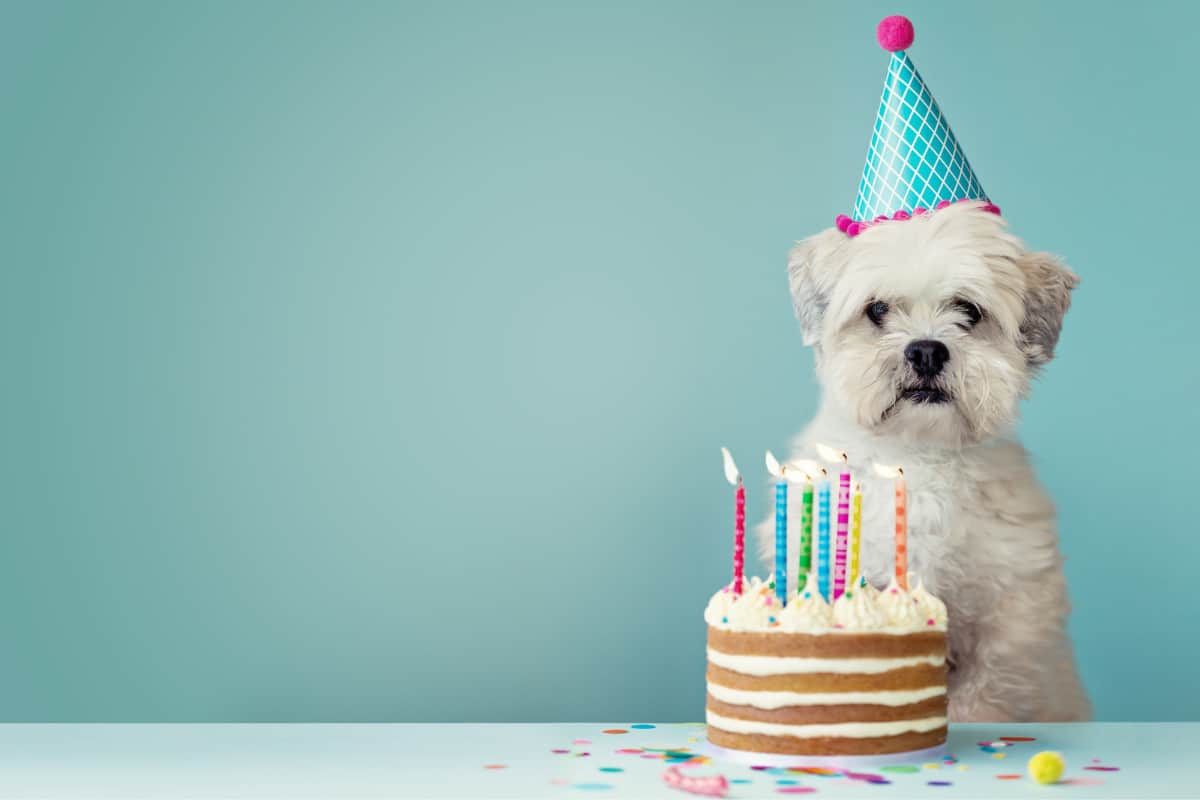 dog birthday cake party