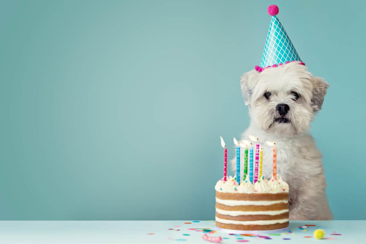 The Paw fect Dog Birthday Cake With Peanut Butter Icing