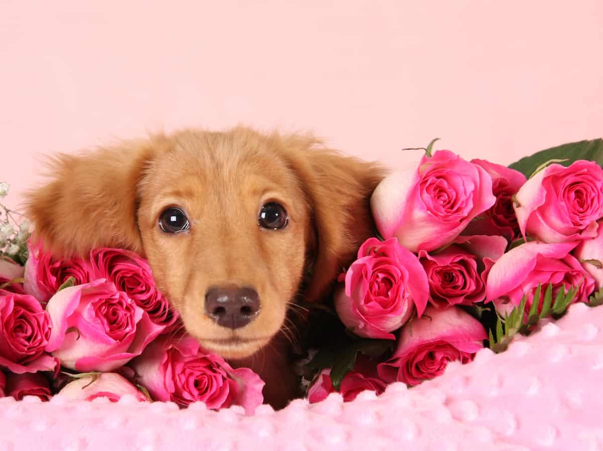Valentine's Day Dogs and puppies
