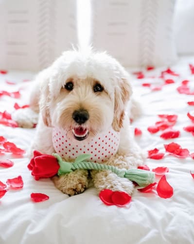 valentine's dogs roses 
