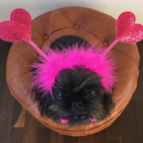 dog with valentine's day costume
