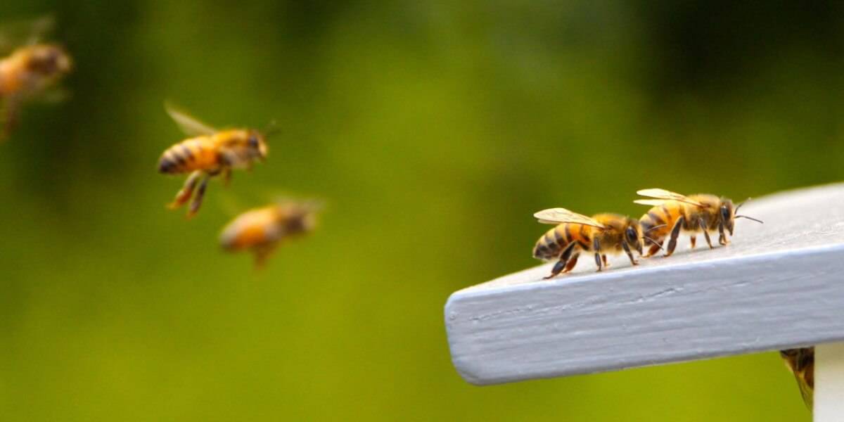 How to Save the Honeybees